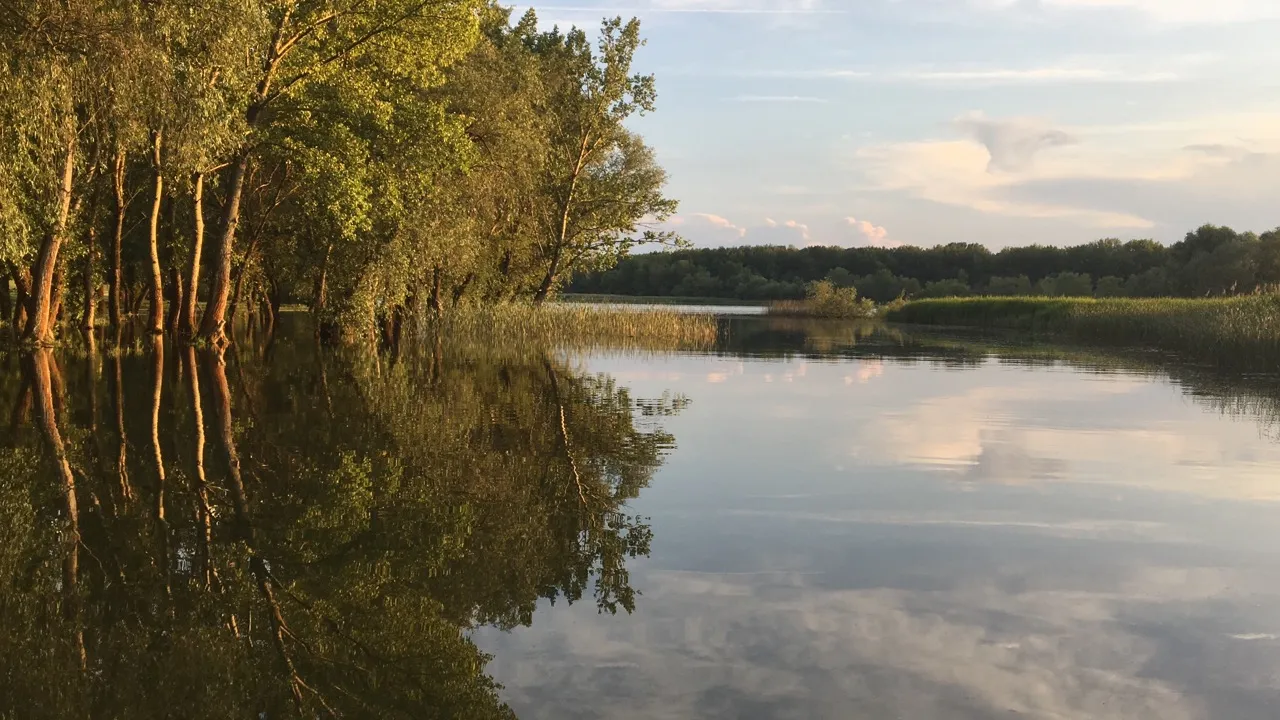 Ártéri erdő és nádas a Tisza-tavon naplementében